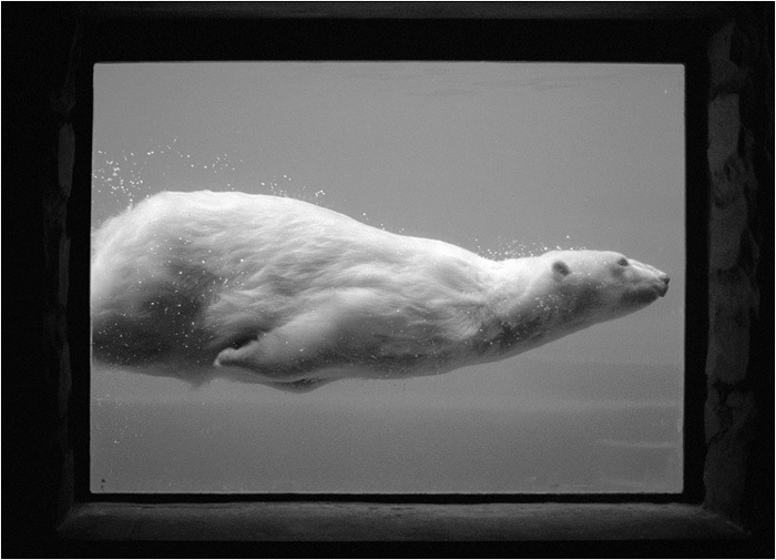 700x505, 92 Kb / зоопарк, вода, пузырьки, ч/б, белый медведь