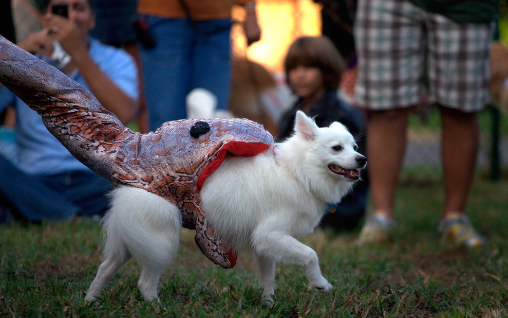 989x618, 156 Kb / собака, костюм