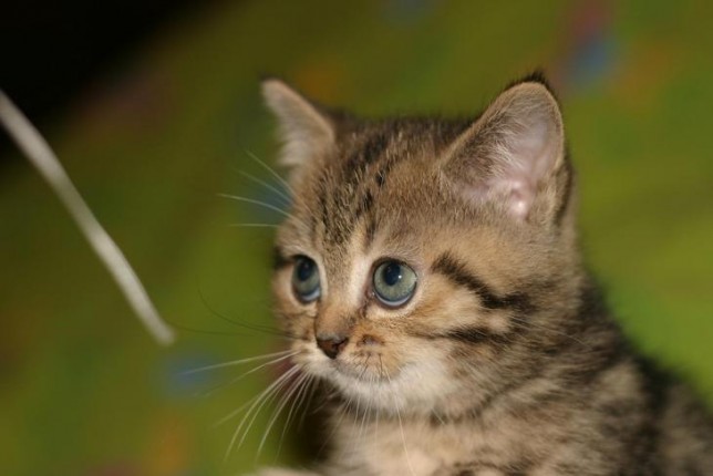 644x430, 41 Kb / котенок