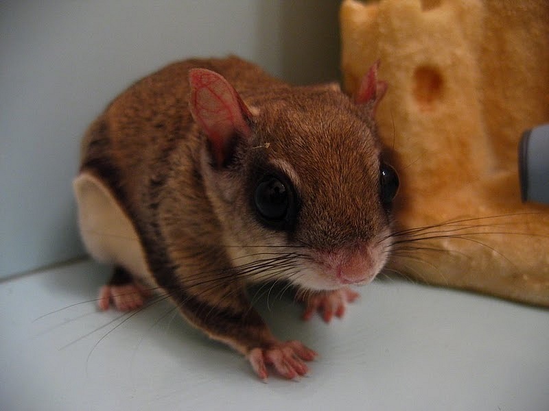 800x600, 80 Kb / белка, летяга