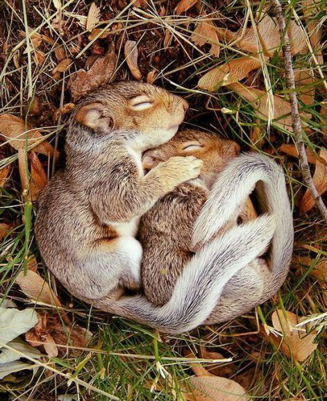 471x579, 151 Kb / Белки