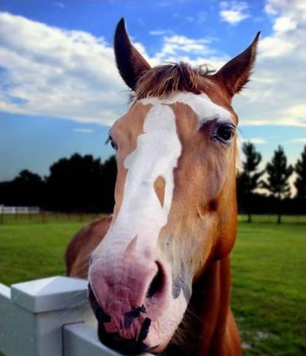 620x722, 108 Kb / фигура, морда, лошадь