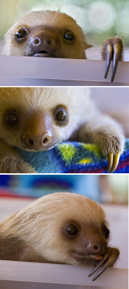 450x1004, 285 Kb / ленивец