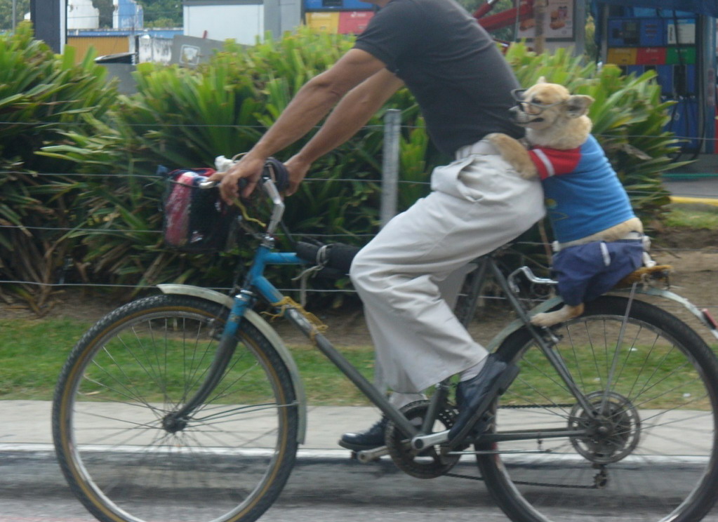 1023x744, 193 Kb / пес, велосипед