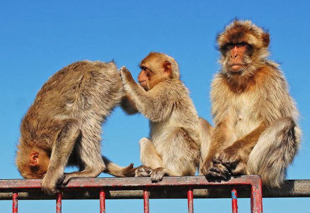 640x440, 79 Kb / обезьяны