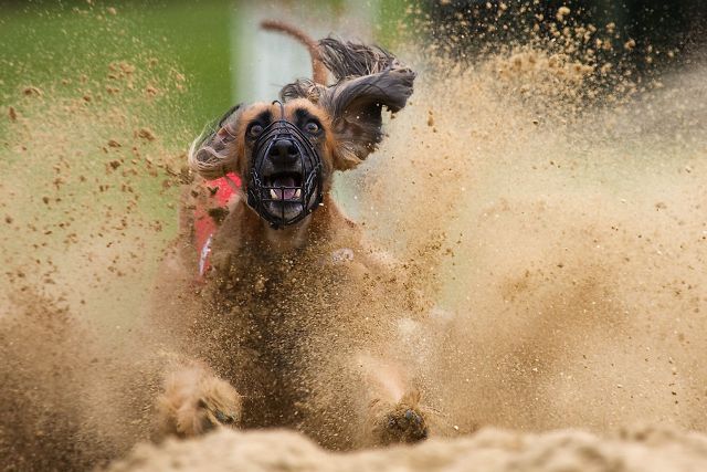 640x427, 59 Kb / псина,тормоза, песок