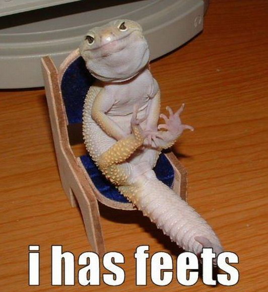 532x578, 81 Kb / ящерица