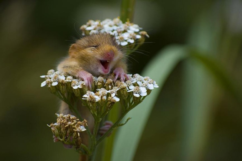 800x533, 58 Kb / мышь, цветок