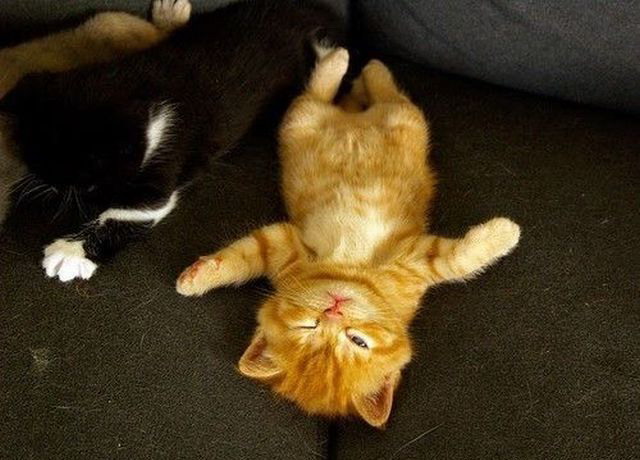 640x460, 70 Kb / котенок