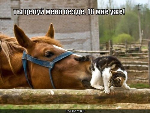 500x375, 38 Kb / кот, лошадь, 18 лет