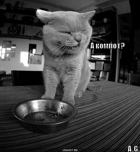 461x500, 41 Kb / кот, миска, стол, еда