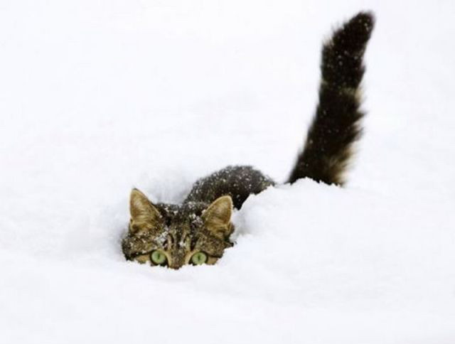 640x484, 22 Kb / кот, снег