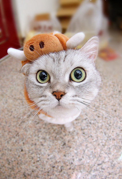 426x623, 82 Kb / кот