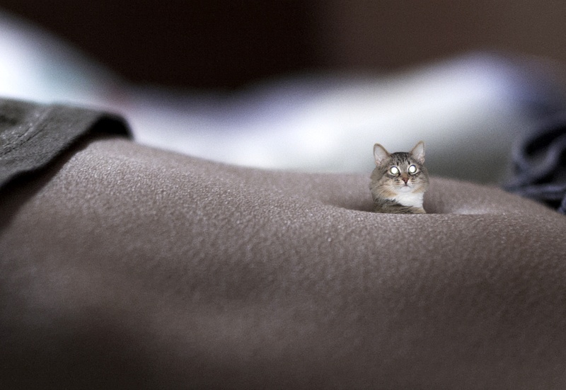 800x551, 125 Kb / Кот, пупок, живот