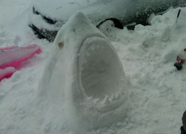 630x453, 38 Kb / акула, снег