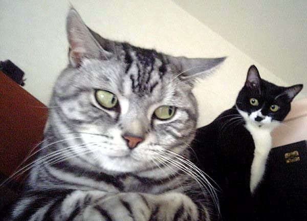 600x432, 56 Kb / коты