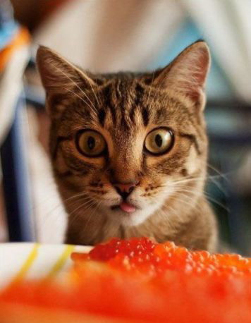 356x458, 33 Kb / кот, икра