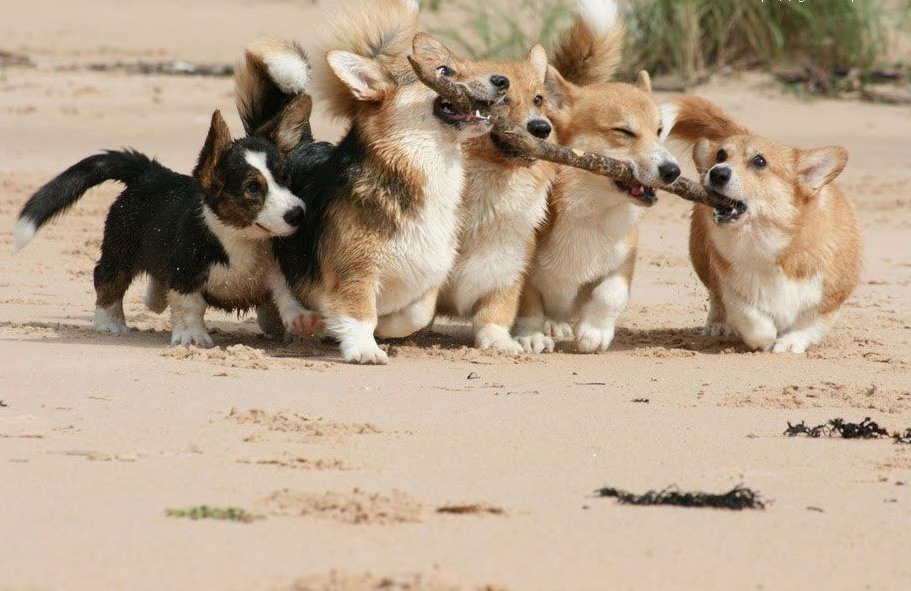 911x591, 138 Kb / псы