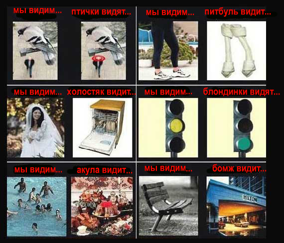 570x488, 127 Kb / Взгляд, сравнение, аналогия, птица, собака, акула