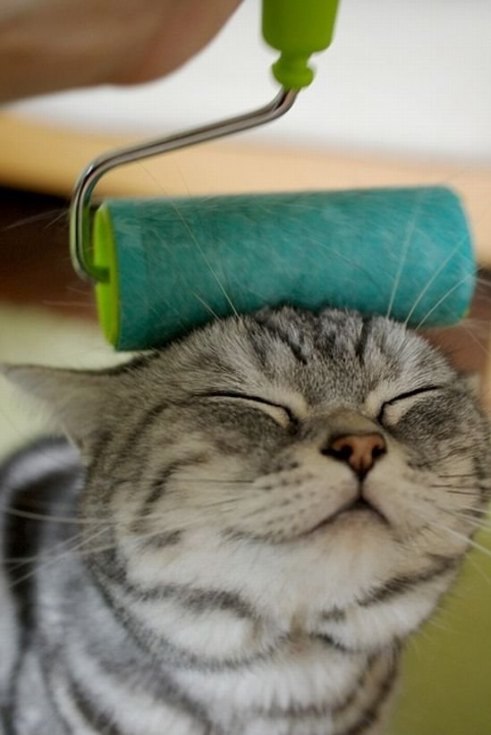 491x735, 51 Kb / кот, валик