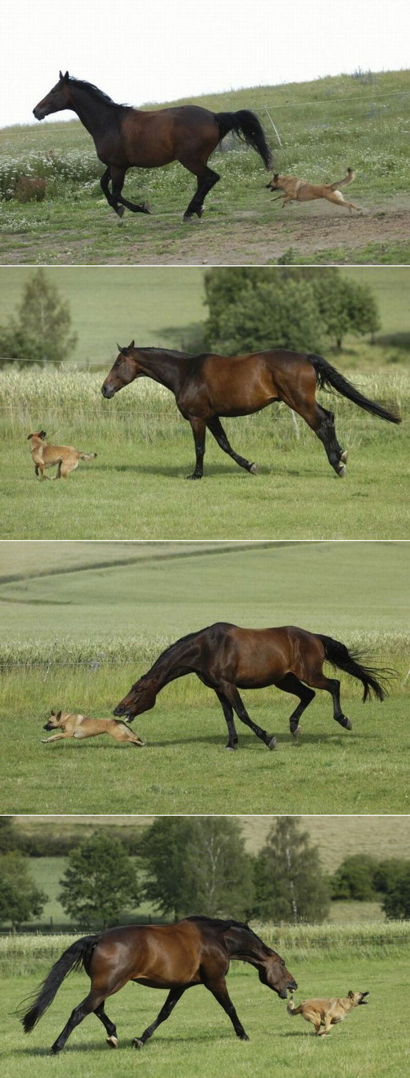 595x1562, 265 Kb / лошадь, пес