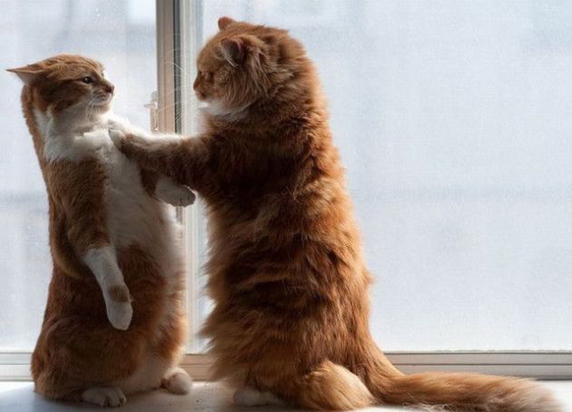 630x454, 49 Kb / коты