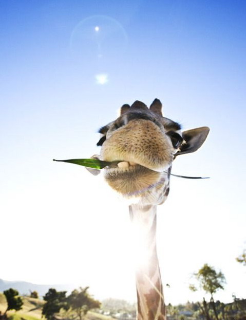 479x622, 39 Kb / жираф