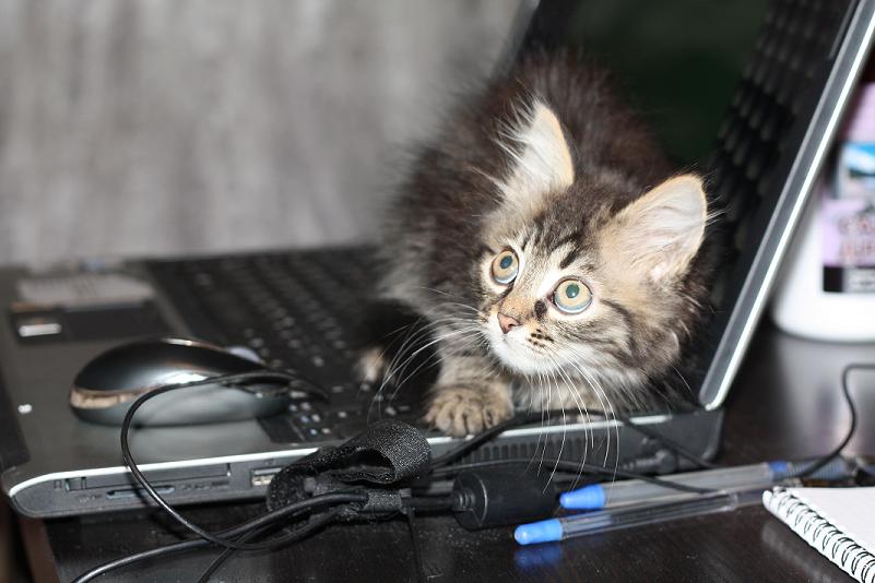 801x534, 70 Kb / ноутбук