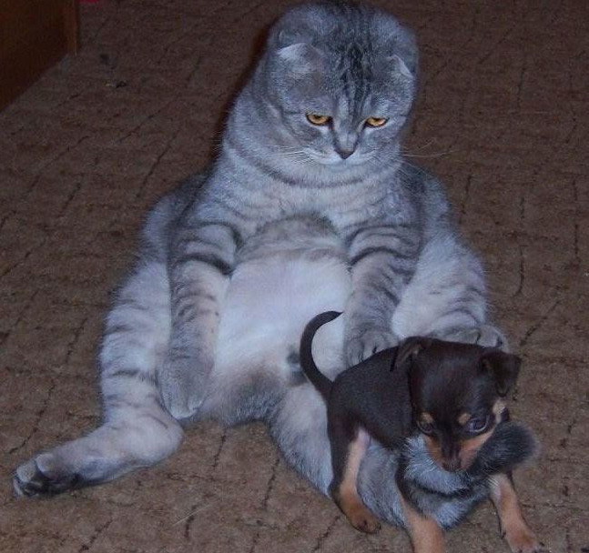 647x608, 108 Kb / кот