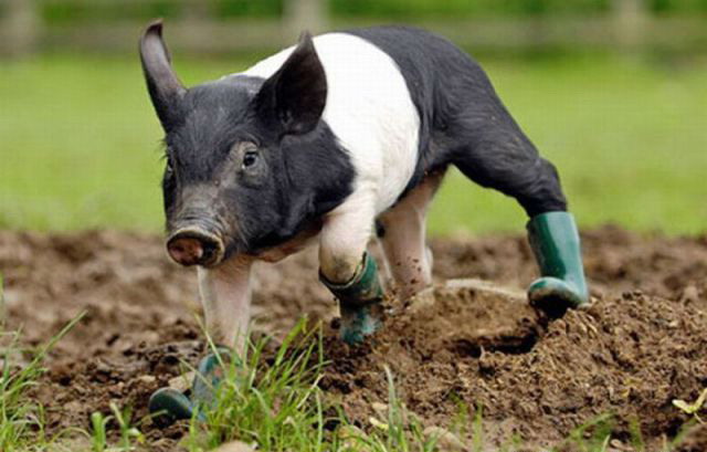 640x409, 60 Kb / поросенок, сапоги