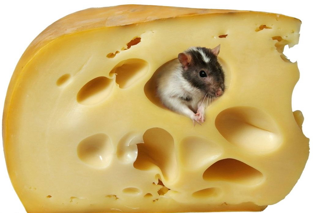 1023x697, 107 Kb / сыр, мышь