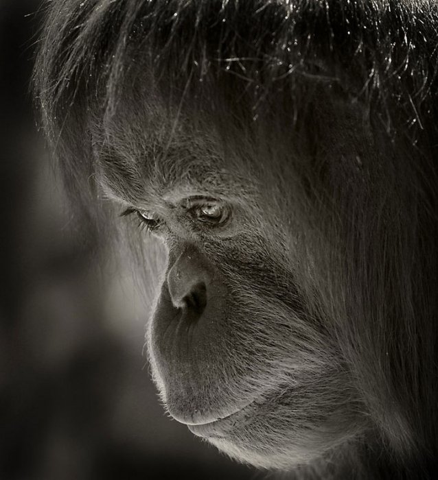 638x700, 79 Kb / обезьяны, ч/б