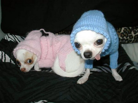 450x337, 37 Kb / мелкие, шавки, шапки