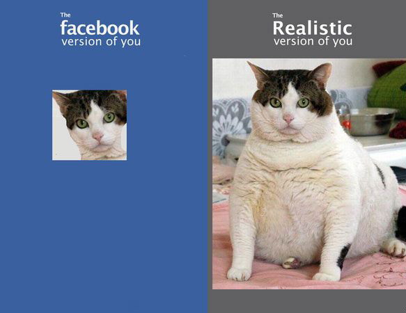 583x450, 39 Kb / кот, фото, фейсбук