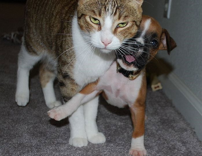 699x540, 103 Kb / пес, кот