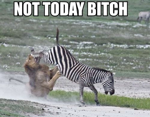 500x389, 53 Kb / лев, зебра, неудача