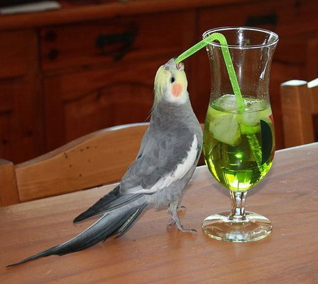 639x572, 81 Kb / попугай