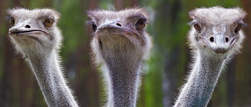 1024x436, 133 Kb / страусы