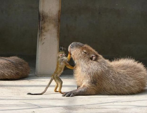 621x480, 51 Kb / бобёр, обезьяна