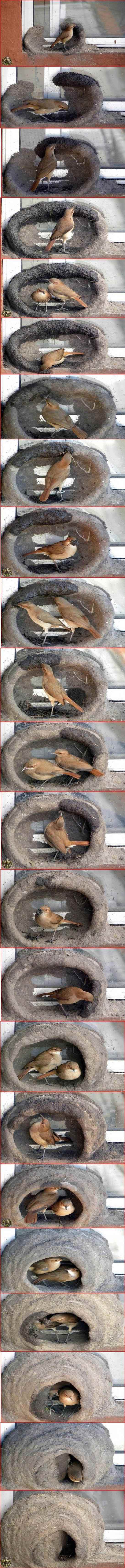 546x6806, 293 Kb / птицы, гнездо, много