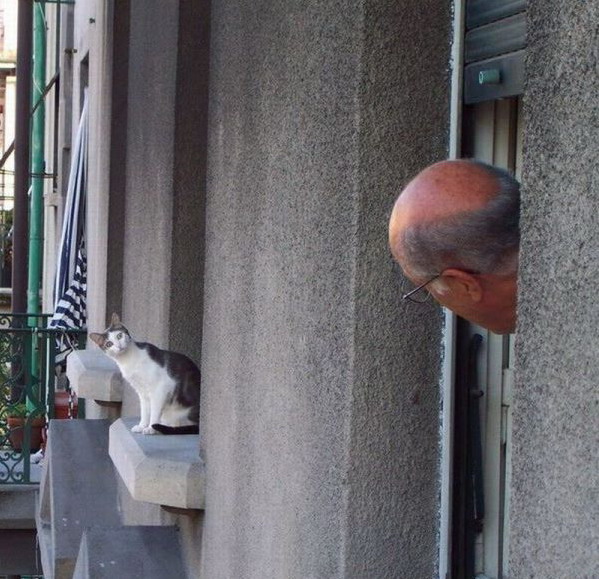 599x579, 113 Kb / кот, лысый