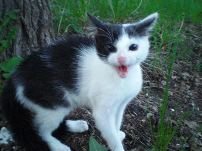 670x502, 266 Kb / кот, трава, оскал