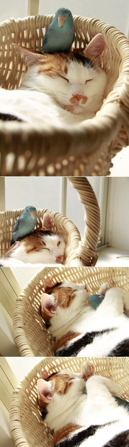 547x1892, 275 Kb / кот, кресло