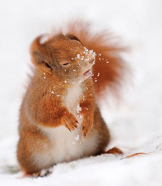 560x640, 80 Kb / белка, снег