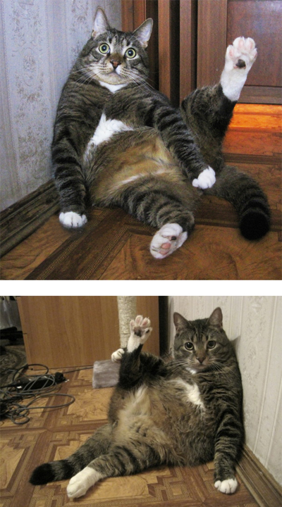 400x720, 282 Kb / кот