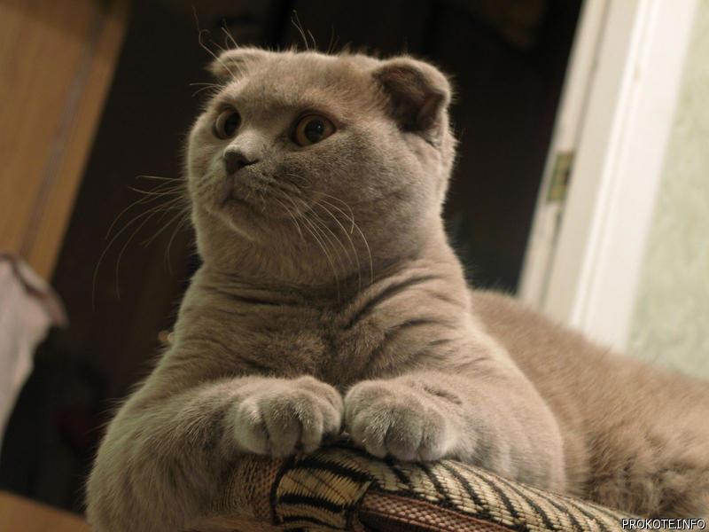 800x600, 50 Kb / кот