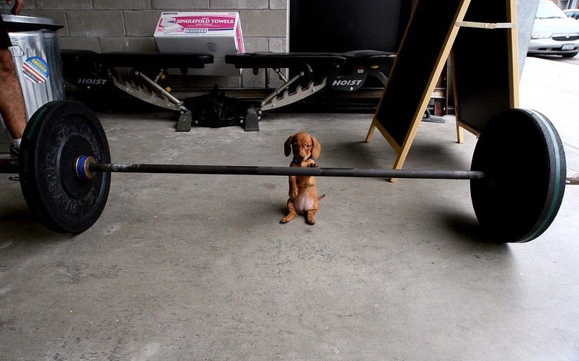 825x515, 124 Kb / собака, штанга