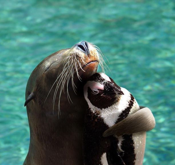 613x580, 61 Kb / животные, вода