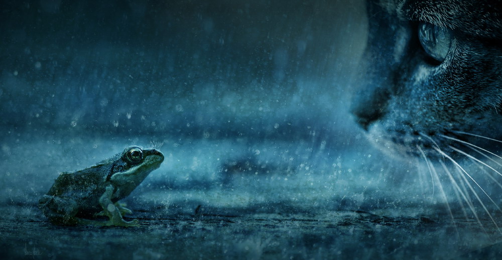 1000x519, 134 Kb / кот, лягушка, дождь