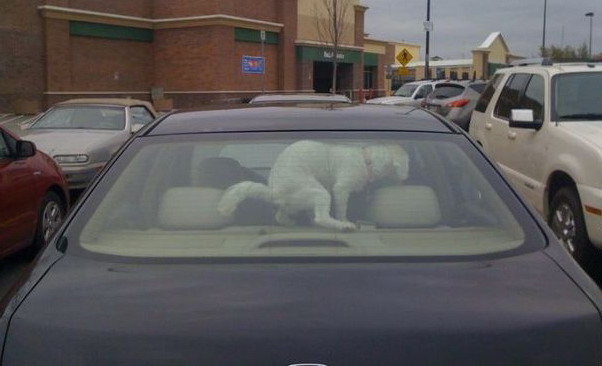 602x366, 44 Kb / собака, авто